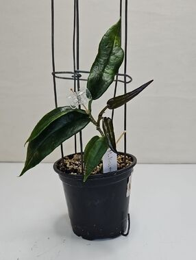 Dark Green Hoya KAIMUKI Indoor Potted Plant with Support Cage